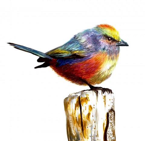 蔣孟潔 - 動物麥克筆