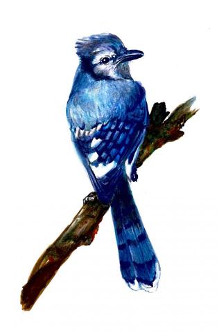 蔣孟潔 - 動物麥克筆+色鉛筆