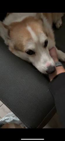 寵物散步 - 狗狗真的好可愛