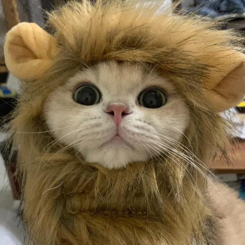 提供保姆服務的專家Candice(寵物到府保姆）