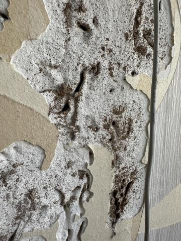 大地除蟲有限公司 - 稀酸鈣板被白蟻侵蝕