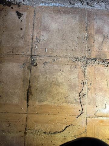 大地除蟲有限公司 - 白蟻無所不入