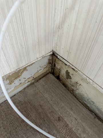 大地除蟲有限公司 - 踢腳板被白蟻侵蝕