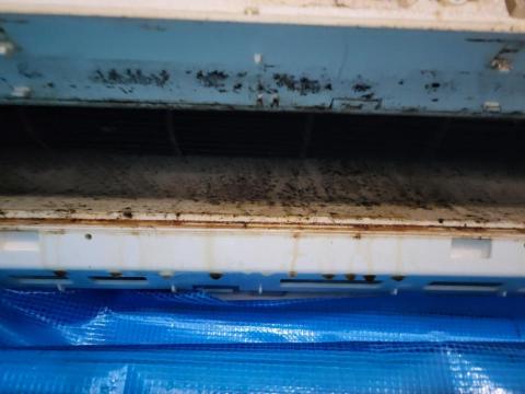 恩典海豹清潔 -  恩典海豹清潔 -