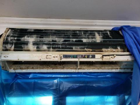 恩典海豹清潔 -  恩典海豹清潔 -