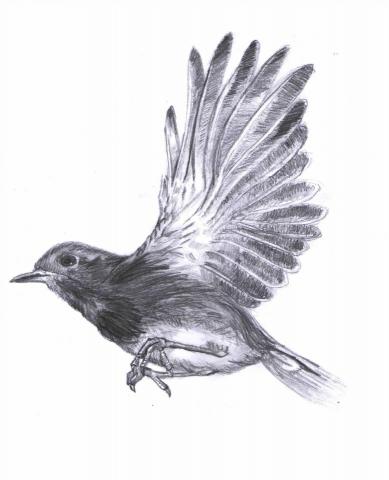 PLAYER - 素描臨摹