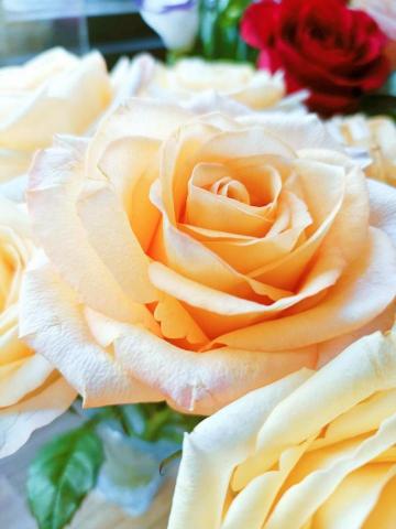 edith790708 - 手機花卉攝影