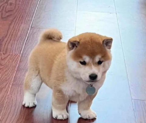 不平凡的黑白鍵 - 