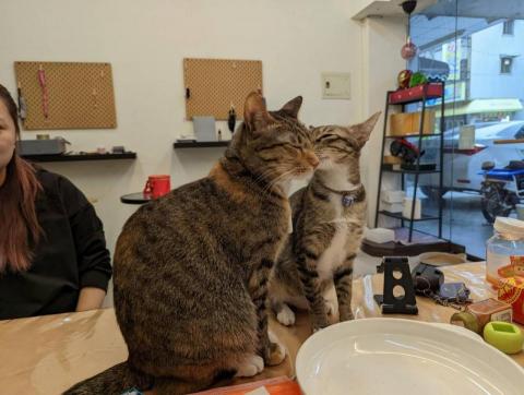 不平凡的黑白鍵 - 