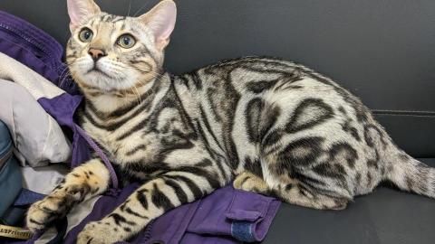 幸福囧小球 - 活潑又親人的銀魚