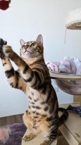 幸福囧小球 - 害羞的金魚玩耍起來判若兩貓