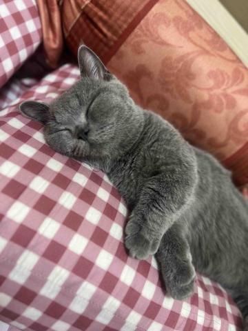 王家羽 - 貓咪都從小開始照顧