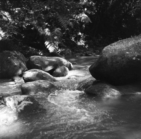 鼠兔 - 傳統黑白底片攝影