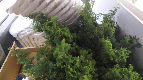 一台車凸歸呆丸 - 花材運送