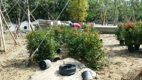 律陽工程行 - 喬灌木種植