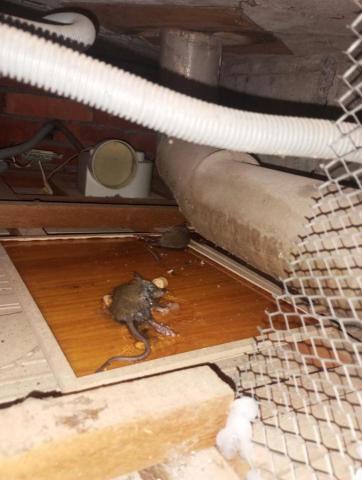 嘉澤滅鼠封堵防治工程 - 客戶房間和客廳天花板,老鼠在開同樂會碰碰跳,經堪察為廁所天花板上管道間和隔壁相通,經開維修孔和管道間鐵網封堵L型和一面牆和隔壁隔起來後,經5天巡檢一連抓3隻家族小鼠。 嘉澤滅鼠封堵防治工程 - 客戶房間和客廳天花板,老鼠在開同樂會碰碰跳,經堪察為廁所天花板上管道間和隔壁相通,經開維修孔和管道間鐵網封堵L型和一面牆和隔壁隔起來後,經5天巡檢一連抓3隻家族小鼠。