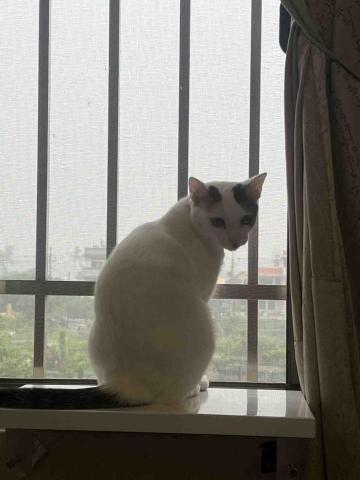 提供oppoa57配件服務的專家阿哲