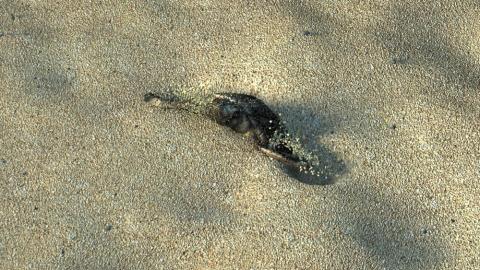 世涌動畫創意工作室 - 海龜誕生動畫