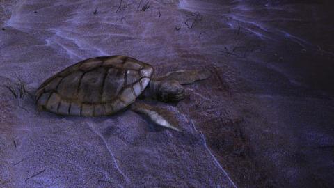 世涌動畫創意工作室 - 