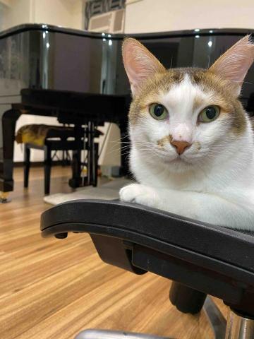 蘇蘇鋼琴個人工作室｜(🐱工作室有貓) - 