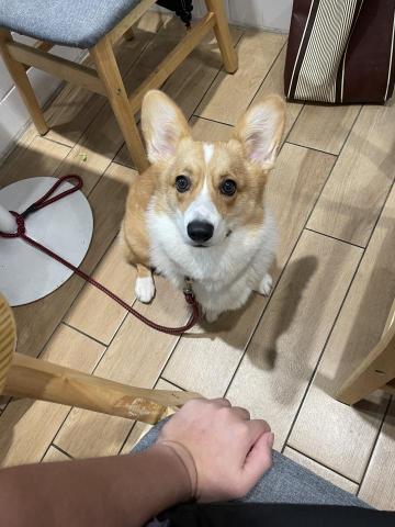 曹丹菻 - 圓仔是非常聰明的五歲科基狗，別看他一副開朗活潑的樣子，以前可是非常鬱卒的！疑似小時候被人欺負的關係，不願意讓人牽繩，對外面世界很抗拒，但在我與客戶的努力下，現在是對世界抱有熱情也願親人的狗
一開始在接案的時候真的沒想過這單會做久，畢竟我不是寵物醫生或訓犬師，即使我有十年伴狗經驗，我還是沒有太多信心，但在時間的磨合下，也許真的磨出了我圓仔的緣分？竟然有這奇蹟讓我當牠第二個爸，但我真的不是訓犬師啊?