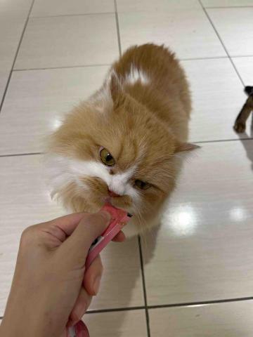 Renee 小妍-三峽專業寵物保姆 - 