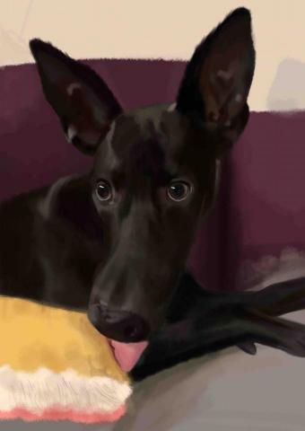 朱祐葶 - 狗狗寫實畫