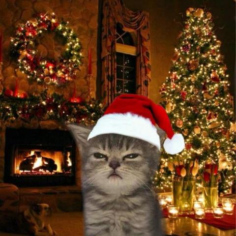 提供apcs家教服務的專家陳育霖