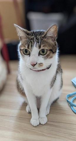 幸福囧小球 - 一言不合就貓你一拳的老大哥島輝