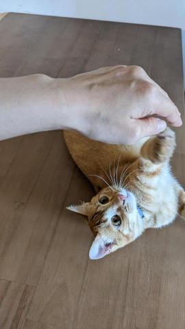 幸福囧小球 - 親人親貓呼嚕獸肉鬆