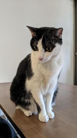 幸福囧小球 - 穩重謹慎的Pingu，動作太大會嚇到，想摸得輕輕柔柔