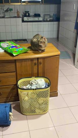 王寶霈 - 客人的虎斑貓