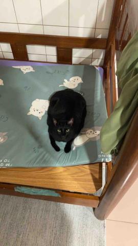 王寶霈 - 客戶的小黑貓