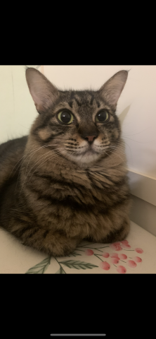 提供jk指壓服務的專家Ali