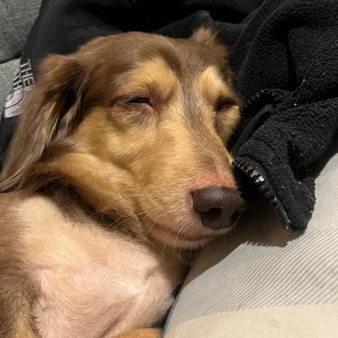 提供刮痧刀服務的專家辣嗓