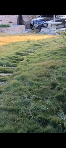 柏君園藝 -  柏君園藝 -