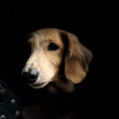 提供archicad曲面服務的專家胡Pocky