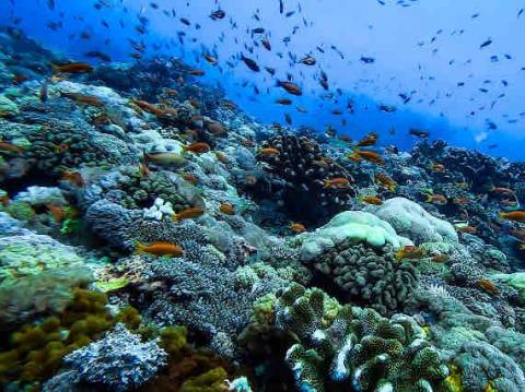 天晴潛水-小江教練 - 