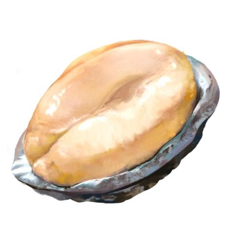 喵頭鷹窩窩設計工作室 - 電繪實體鮑魚 喵頭鷹窩窩設計工作室 - 電繪實體鮑魚