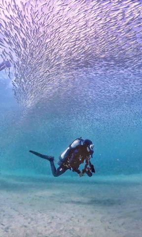 天晴潛水-小江教練 - 潛水不只是休閒娛樂 還可以帶著相機去拍攝海洋各種美麗動人的生物