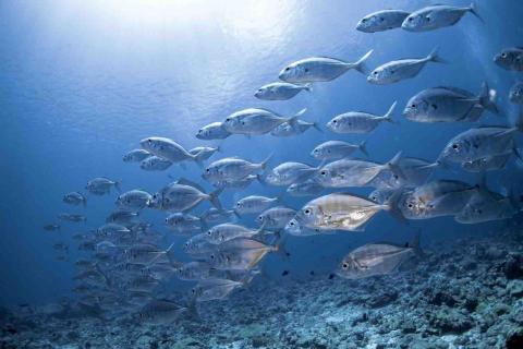 天晴潛水-小江教練 - 