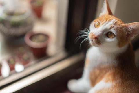 Tsai Chen Hsien - 寵物攝影