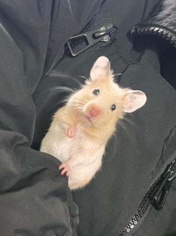 陳琳文 - 黃金鼠：阿MOON