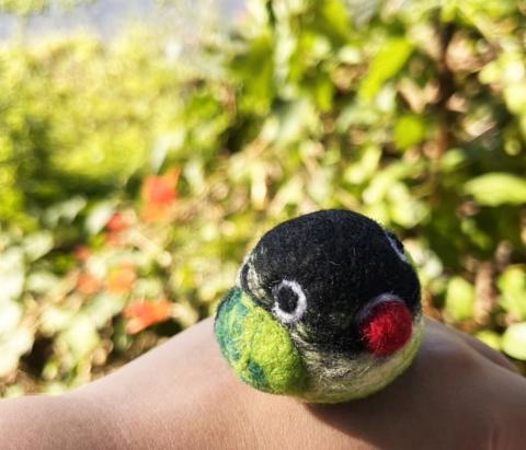 趙芳儀 - 牡丹鸚鵡