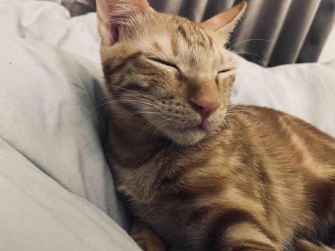 尼莫-台中市寵物保姆 - 