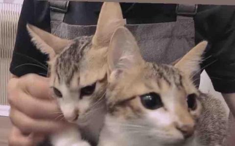 尼莫-台中市寵物保姆 - 