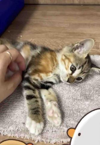 尼莫-台中市寵物保姆 - 