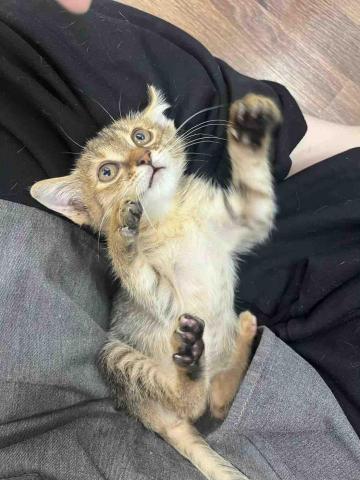 尼莫-台中市寵物保姆 - 