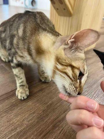 尼莫-台中市寵物保姆 - 