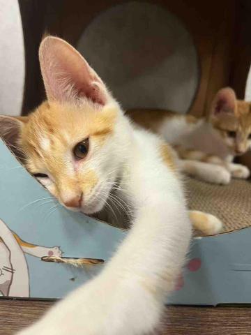 尼莫-台中市寵物保姆 - 